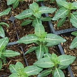 Rice Hull Bales -Garden And Outdoor Store vp rhb 5