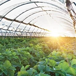 Poly Grow Uvairad Sunsaver, 4Yr, 6Mil Clear 50' X 155'