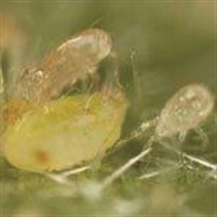 BioBee BioSwirskii Whitefly Control 1 BioBee BioSwirskii Whitefly Control