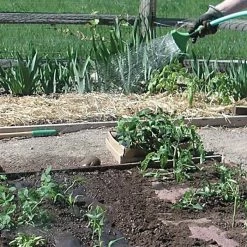 Biodegradable Paper Mulch, 4 Feet By 100 Feet 14 Biodegradable Paper Mulch, 4 Feet By 100 Feet -Garden And Outdoor Store wg48100f 5