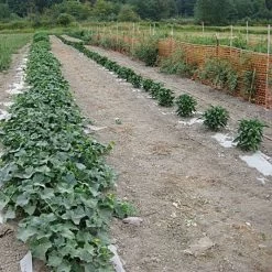 Biodegradable Paper Mulch, 4 Feet By 100 Feet 16 Biodegradable Paper Mulch, 4 Feet By 100 Feet -Garden And Outdoor Store wg48100f 7