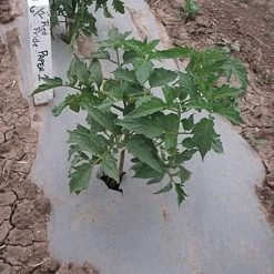 Biodegradable Paper Mulch, 4 Feet By 500 Feet 12 Biodegradable Paper Mulch, 4 Feet By 500 Feet -Garden And Outdoor Store wg48500f 3