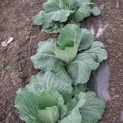 Biodegradable Paper Mulch, 4 Feet By 500 Feet 13 Biodegradable Paper Mulch, 4 Feet By 500 Feet -Garden And Outdoor Store wg48500f 4