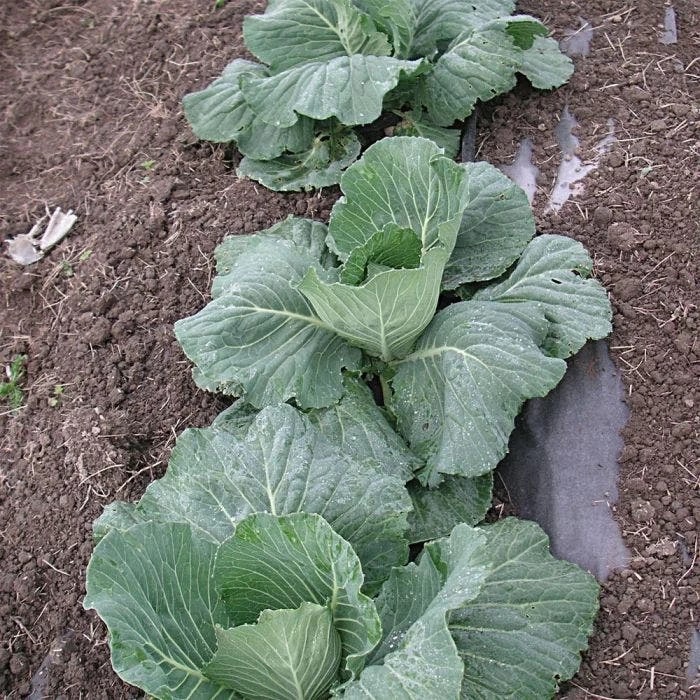 Biodegradable Paper Mulch, 4 Feet By 500 Feet 5 Biodegradable Paper Mulch, 4 Feet By 500 Feet - Image 5